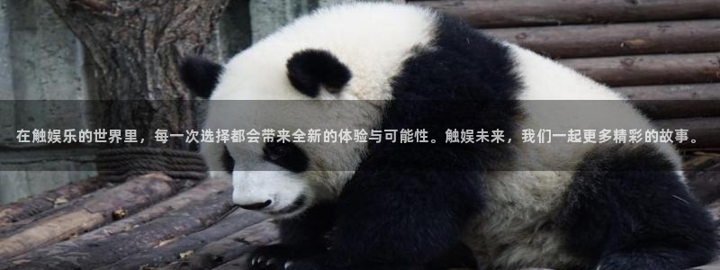 众腾娱乐：在触娱乐的世界里，每一次选择都会带来全新的体验与可能性。触娱未来，我们一起更多精彩的故事。